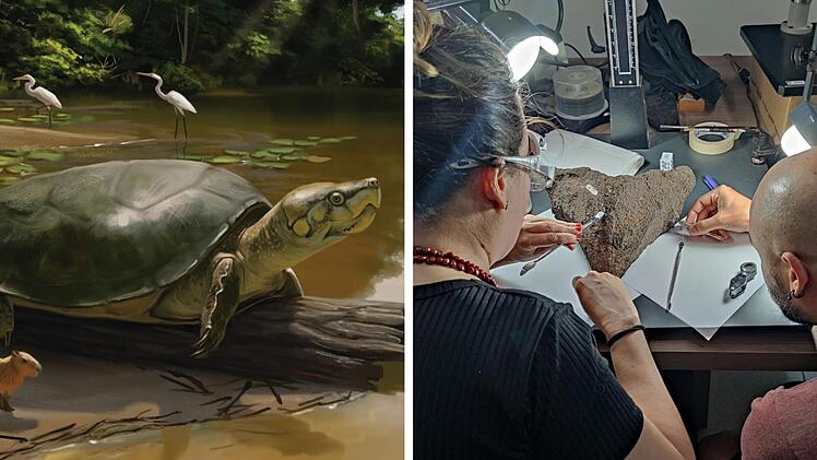 Spektakulärer Fund im Amazonas: "Größte Süßwasserschildkröte weltweit"