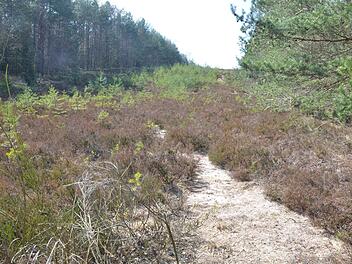 Wo Fichten und Ginster den Grenzstreifen zurückerobern, wird eingegriffen, um den Charakter der Landschaft zu erhalten, der für viele seltene Arten zum Rückzugsgebiet geworden ist.: Rainer Lutz