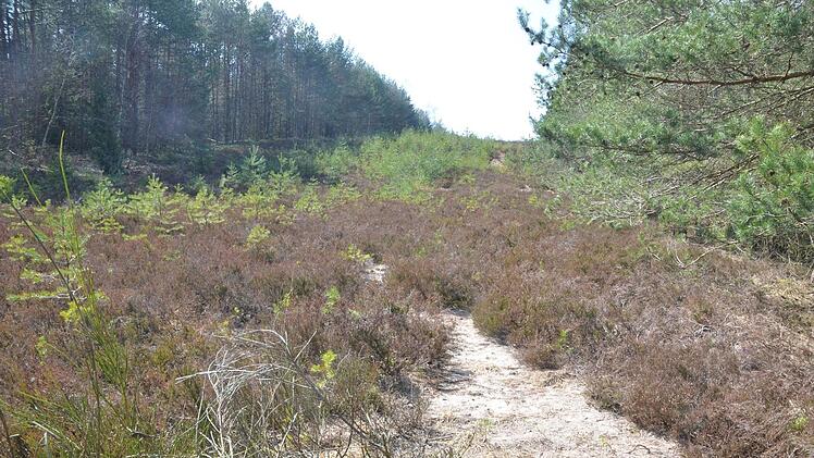 Wo Fichten und Ginster den Grenzstreifen zurückerobern, wird eingegriffen, um den Charakter der Landschaft zu erhalten, der für viele seltene Arten zum Rückzugsgebiet geworden ist.: Rainer Lutz