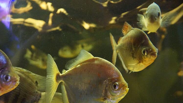 Fische im Amazonas-Großaquarium   Foto: Pascale Ferry