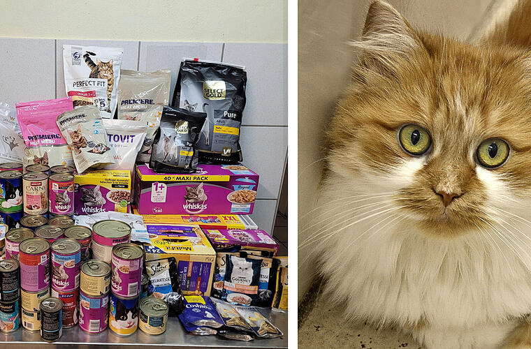 Tierheim Kulmbach von "Welle der Hilfsbereitschaft" überwältigt - "Ihr seid alle der Wahnsinn"