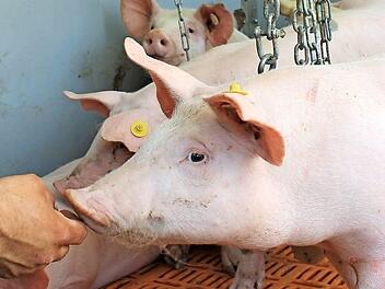 Bauer Markus Schilling hat das Vertrauen der etwa zehn Wochen alten Ferkel gewonnen - sie fressen ihm aus der Hand. Foto: Dominic Buckreus