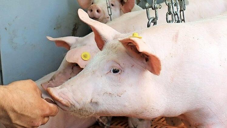 Bauer Markus Schilling hat das Vertrauen der etwa zehn Wochen alten Ferkel gewonnen - sie fressen ihm aus der Hand. Foto: Dominic Buckreus