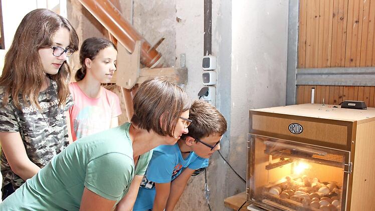 Im Brutkasten konnte man den K&uuml;ken beim Schl&uuml;pfen zusehen. Kaninchen, K&uuml;ken, sogar kleine Katzen bekamen jede Menge Streicheleinheiten.