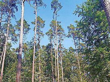Ein gepflegter Wald bietet Raum für neue Ideen und frischen Nachwuchs.