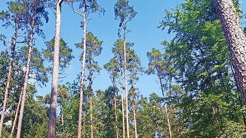 Ein gepflegter Wald bietet Raum für neue Ideen und frischen Nachwuchs.