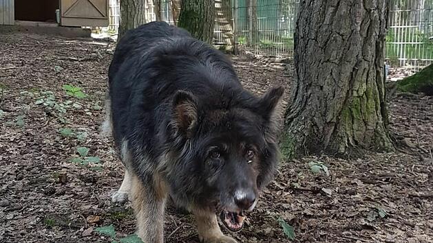 Tierheim Lichtenfels: Hund Sina