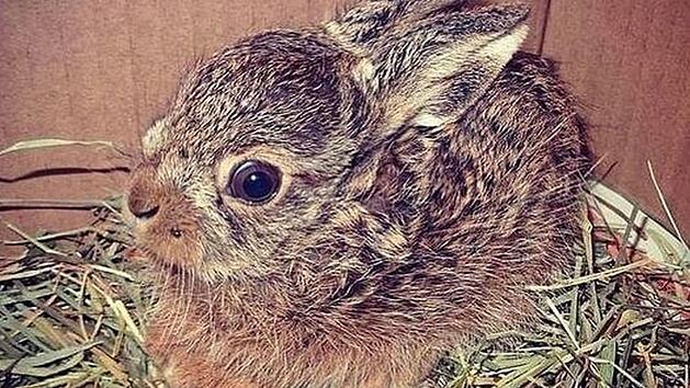 Tierheim Bamberg: Feldhasen werden vermehrt fälschlicherweise eingesammelt