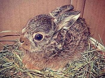 Tierheim Bamberg: Feldhasen werden vermehrt fälschlicherweise eingesammelt