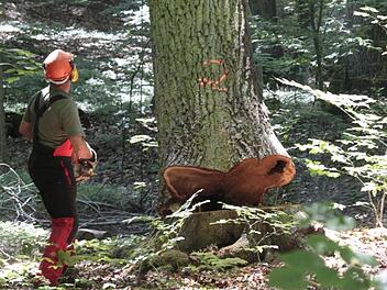 Eine Eiche fällt.  Foto: Archiv/Josef Hofbauer