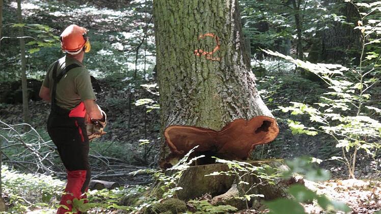 Eine Eiche fällt.  Foto: Archiv/Josef Hofbauer