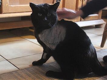 Der schwer verletzte und frisch operierte Kater Herkules, dem das linke Vorderbein abgenommen werden musste, nachdem ihn ein Unbekannter angeschossen hatte Foto: Matthias Einwag