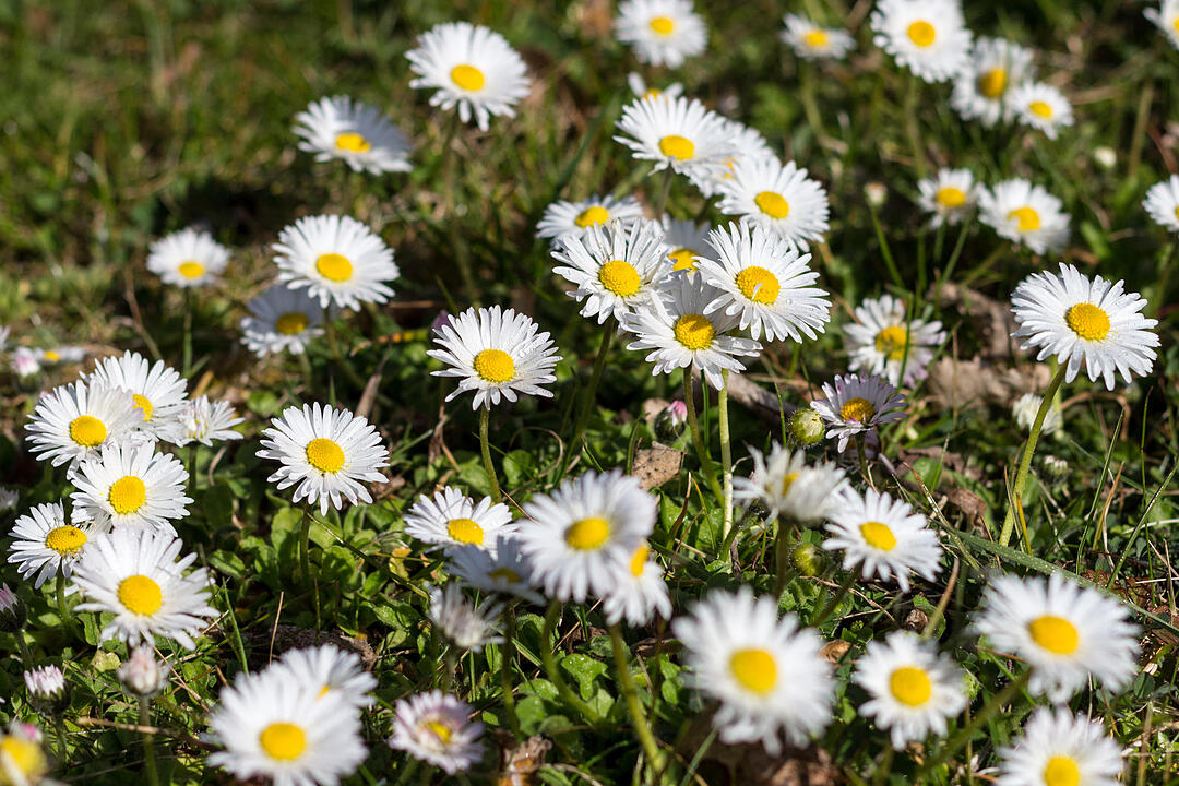 Fotos Konrad Thomann