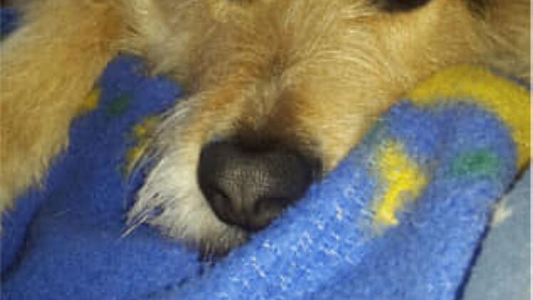 Tierheim Pfaffengrün: Hund "Erwin" sucht dringend neues zu Hause - Herrchen von süßem Mischling verstorben