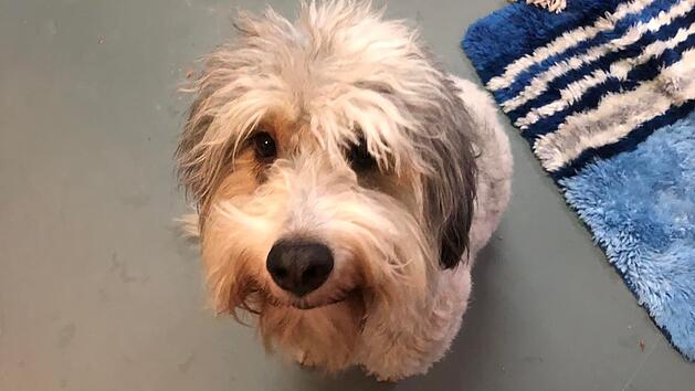 Tierheim Hersbruck vermittelt Hund "Bobby"