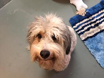 Tierheim Hersbruck vermittelt Hund "Bobby"