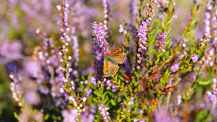 Die Besenheide. Foto: imago