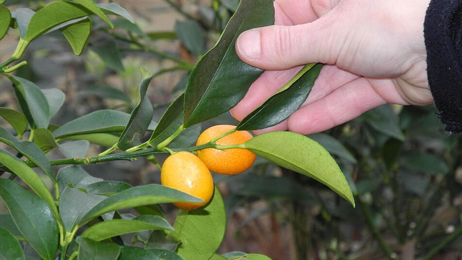 Süße Früchtchen? Kommen jetzt auch aus Tettau. Foto: dpa