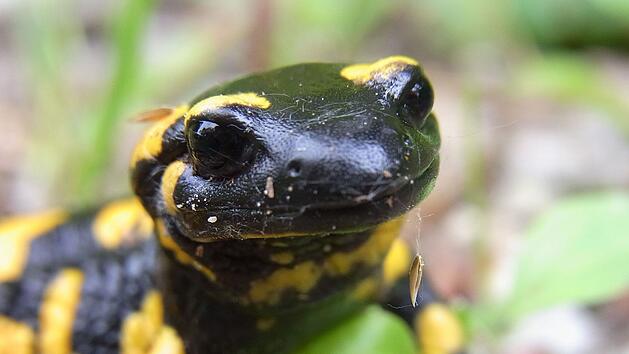 Egloffstein: Seit kurzem bedroht - Wildpark Hundshaupten bietet Aktionen zu Ehren des Feuersalamanders an