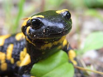Egloffstein: Seit kurzem bedroht - Wildpark Hundshaupten bietet Aktionen zu Ehren des Feuersalamanders an