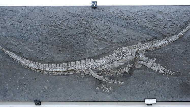 Forscher präsentieren urtümliches Meeresreptil aus der Dino-Zeit