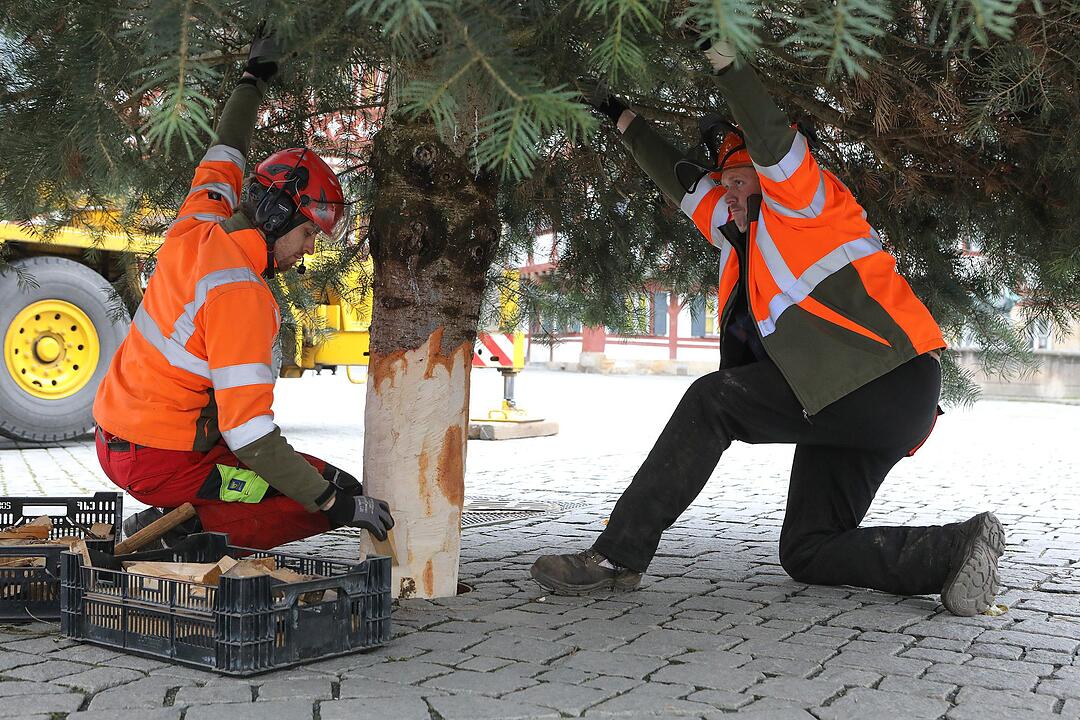 Christbaum kommt aus Schlaifhausen  auf den Forchheimer Rathausplatz