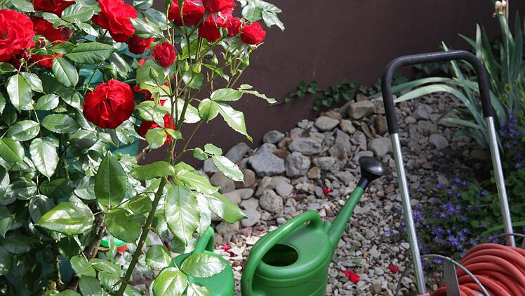 Die Gießkanne ist gerade in diesen heißen Tagen unentbehrlich. Foto: Barbara Herbst