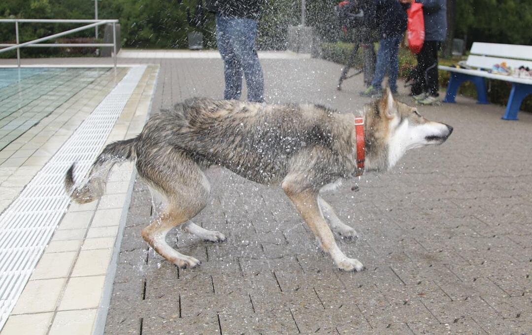 Hundeschwimmen im Kitzinger Freibad