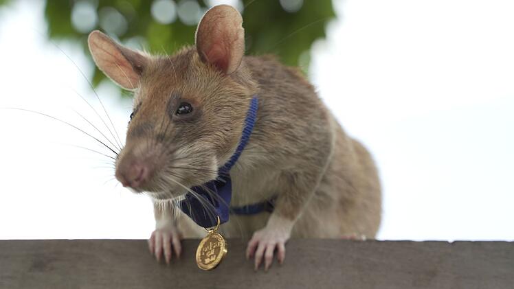 Ber&uuml;hmte Minensuch-Ratte Magawa in Kamboscha