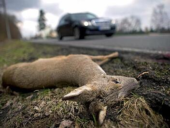 Verendetes Reh nach Wildunfall