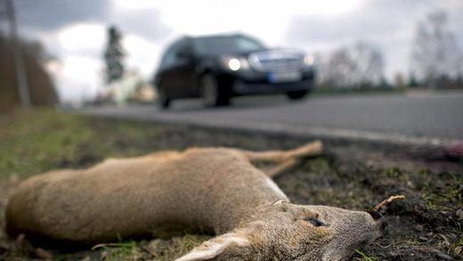 Verendetes Reh nach Wildunfall