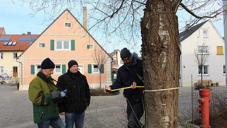 In einer Höhe von einem Meter misst Reinhard Hegwein den Umfang des Baumes. Nach der Bewertung der Baumkontrolleure ist diese Zierkirsche an der Kleinen Dorfstraße "völlig in Ordnung”. Uwe Niedenthal (links) hält Standort und Zustand auf seinem Tablet fest. Bildmitte Bürgermeister Klaus FaatzEvi Seeger