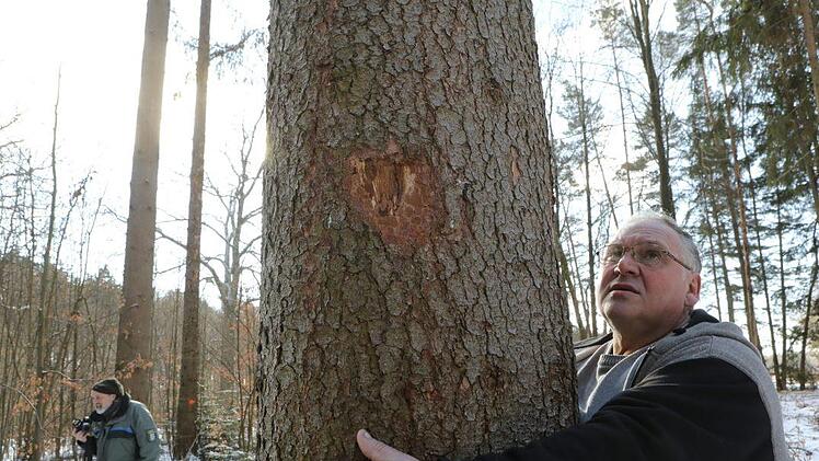 Friedrich Lindner hatte mit dieser Fichte ganz andere Pläne, jetzt muss er sie  fällen.Foto: Barbara Herbst