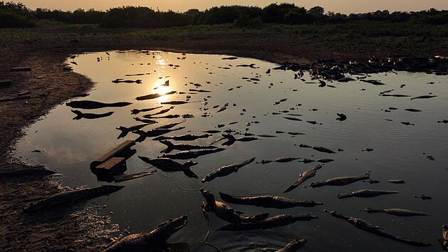 Br&auml;nde in Feuchtgebieten in Brasilien