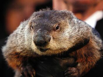 Alle Jahre wieder: Murmeltier Phil bei der Wettervorhersage in Gobblers Knob in Punxsutawney, Pennsylvania. Foto: dpa