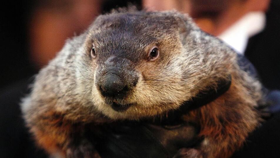 Alle Jahre wieder: Murmeltier Phil bei der Wettervorhersage in Gobblers Knob in Punxsutawney, Pennsylvania. Foto: dpa