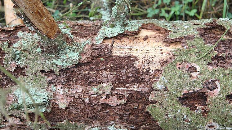 Am Stamm sind die Fraßgänge des Buchdrucker-Borkenkäfers eindeutig zu erkennen.