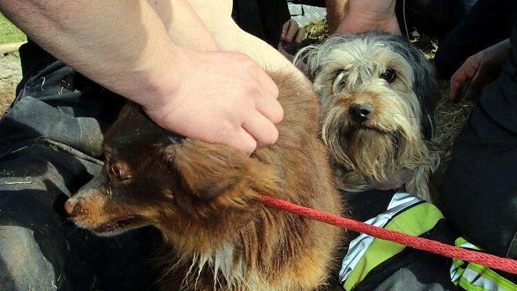 Nach 2,5 Stunden geht alles plötzlich ganz schnell: Beide Hunde sind frei und offensichtlich wohlbehalten. Von allein Seiten werden sie getätschelt. Im Hintergrund der sichtlich erschöpfte Manuel Kraus.