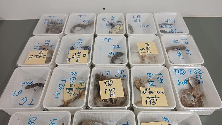 32 tote Geckos gefunden