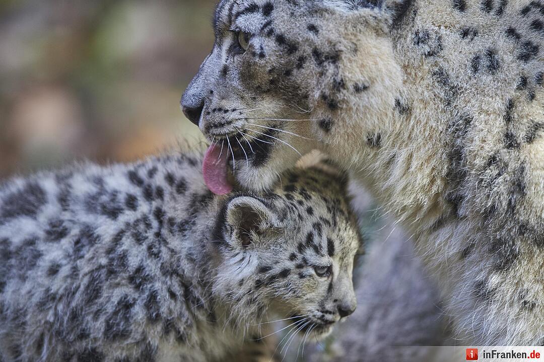 Junge Schneeleoparden im Tiergarten