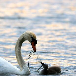 Schwanennachwuchs in Trabelsdorf