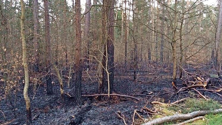 So sah das verbrannte Waldstück am Tag nach dem Brand im April 2015 aus. Foto: Michael Wehner