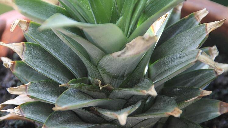 Bilder aus teilnehmenden Gärten Foto: Jürgen Gärtner