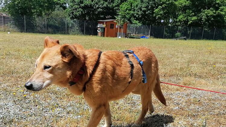 Tierheim Hof: Im Krieg alleine gelassen - Hunde Billy und Dobby aus schrecklicher Situation befreit