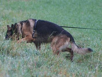 Auf freiem Feld mussten die Hunde einer Spur folgen. Fotos: Roland Meister
