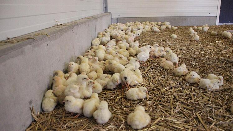 Die Küken kuscheln sich ängstlich zusammen. Dabei will ihnen der Fotograf gar nichts tun.  Foto: Friedwald Schedel