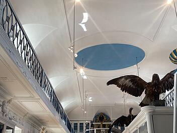 Der Vogel-Saal im Bamberger Naturkunde-Museum.
