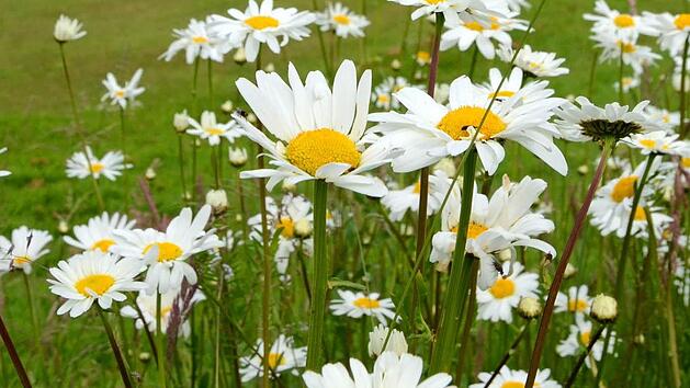 Immer mehr Menschen erfreuen sich an Wildblumen wie Margeriten. Foto: dpa