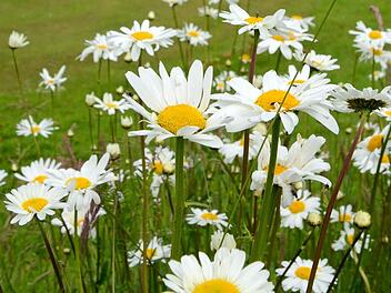 Immer mehr Menschen erfreuen sich an Wildblumen wie Margeriten. Foto: dpa