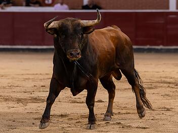 Stierkampf in Spanien